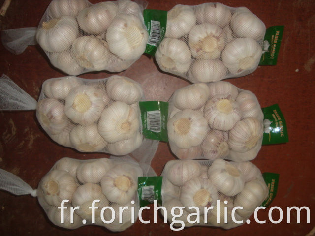 Normal White Garlic